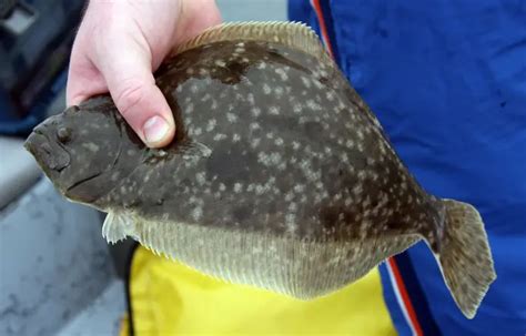 Flounder limit mississippi  Size Limit: 12" Min